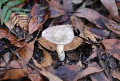 Russula iterika