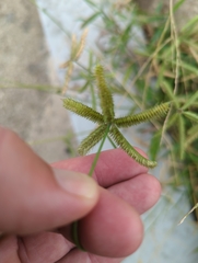 Dactyloctenium aegyptium