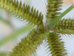 Dactyloctenium aegyptium