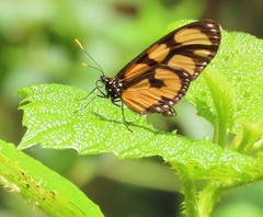 Thyridia psidii aedesia