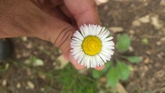 Bellis sylvestris