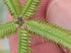 Dactyloctenium aegyptium