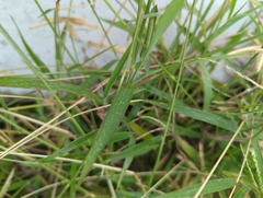 Dactyloctenium aegyptium