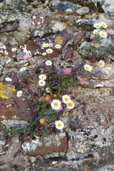Erigeron karvinskianus