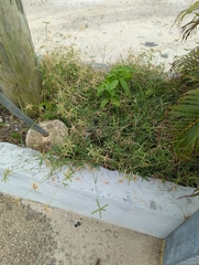 Dactyloctenium aegyptium