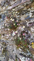 Erigeron karvinskianus