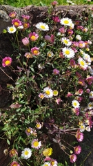 Erigeron karvinskianus