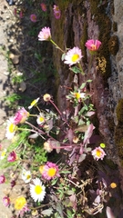 Erigeron karvinskianus