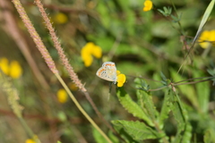 Polyommatus celina