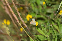 Polyommatus celina