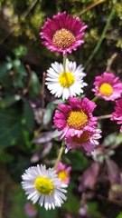 Erigeron karvinskianus