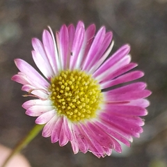 Erigeron karvinskianus