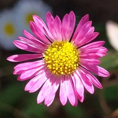 Erigeron karvinskianus