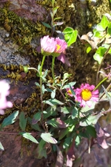 Erigeron karvinskianus