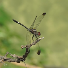 Dythemis velox