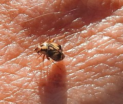 Cyphodema instabilis