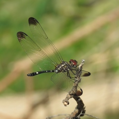 Dythemis velox