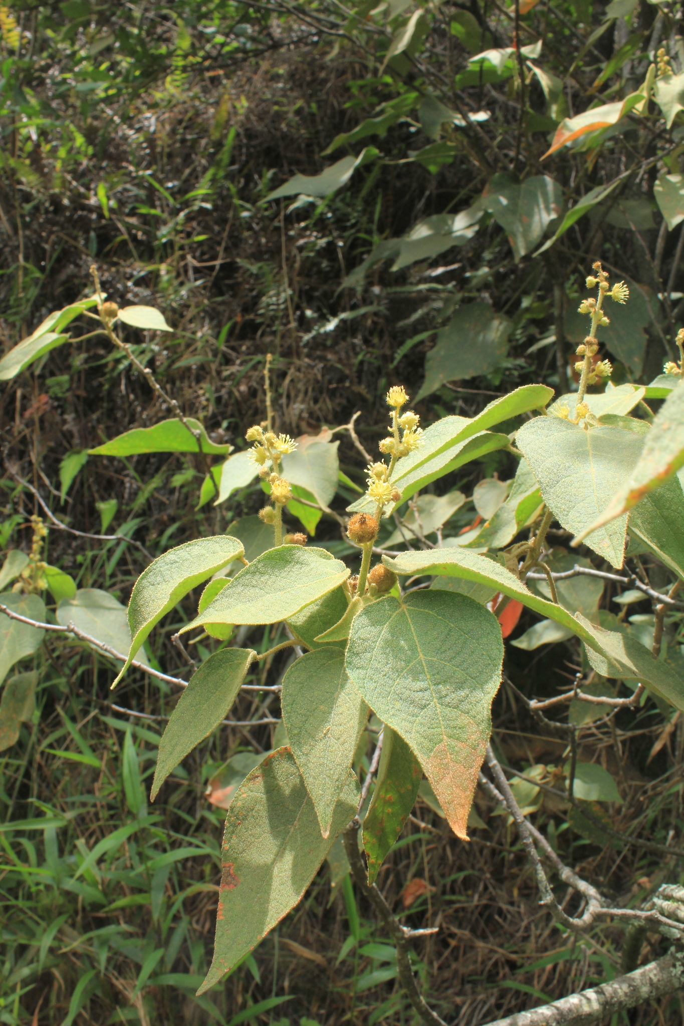 Croton