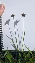 Juncus longistylis