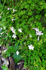 Oxalis incarnata
