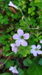 Oxalis incarnata
