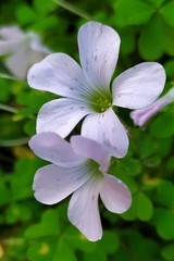 Oxalis incarnata