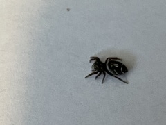 Phidippus kastoni
