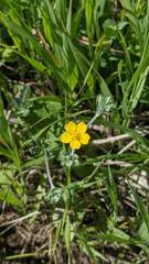 Potentilla effusa