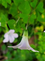 Oxalis incarnata