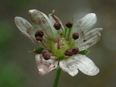 Microbotryum stellariae