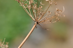 Lomatium columbianum