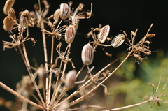 Lomatium columbianum