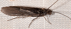 Chimarra aterrima