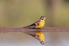 Emberiza flaviventris flaviventris
