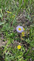 Erigeron formosissimus