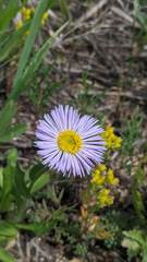 Erigeron formosissimus