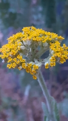 Achillea filipendulina