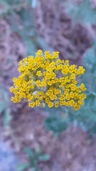 Achillea filipendulina
