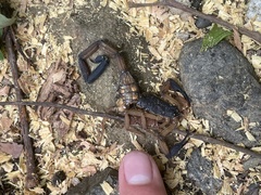 Centruroides bicolor