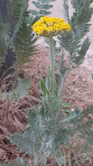 Achillea filipendulina