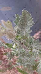 Achillea filipendulina