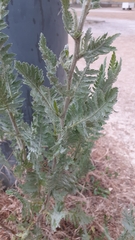 Achillea filipendulina
