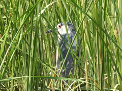 Nycticorax nycticorax