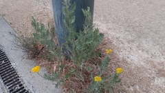 Achillea filipendulina
