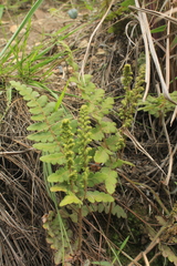 Anemia villosa
