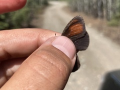 Erebia discoidalis