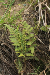Anemia villosa