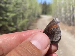 Erebia discoidalis