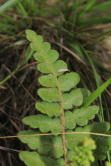 Anemia villosa
