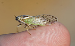 Beameria venosa